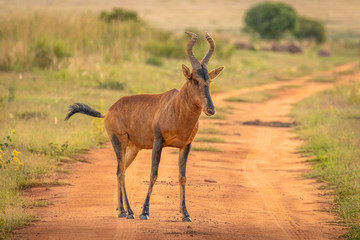 Wall Mural - portrait of a red hartebeest (alcelaphus buselaphus), welgevonden game reserve, south africa.