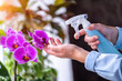 Woman sprays plants in flower pots. Housewife taking care of house plants at her home, spraying orchid flower with pure water from a spray bottle