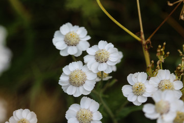 Wall Mural - Achillea millefolium, commonly known as yarrow, blooming in spring