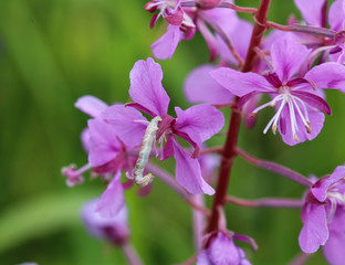 Wall Mural - Chamaenerion angustifolium, known as fireweed, great willowherb and rosebay willowherb