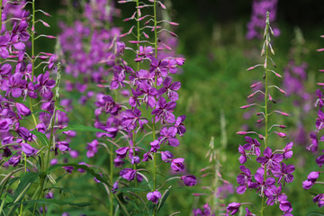 Wall Mural - Chamaenerion angustifolium, known as fireweed, great willowherb and rosebay willowherb