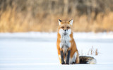 Fototapeta Zwierzęta - Red Fox
