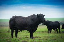 Angus Bulls And Cows, Grazing On Pasture, In Brazil