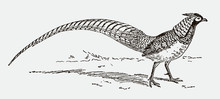 Lady Amherst's Pheasant, Chrysolophus Amherstiae With Long Tail Feathers, After Engraving From 19th Century