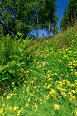 Sticker - Meadow vetchling - Wicke / Wiesen-Platterbse (Lathyrus pratensis)