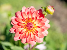 Salmon Colored Dahlia In The Garden With A Bokeh Background