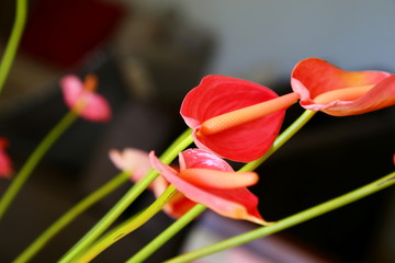 Wall Mural - Bouquet of red flowers (Anthurium) with green stems. Home decoration