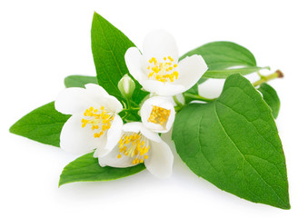 Wall Mural - Fresh jasmine on white background