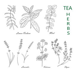 Wall Mural - Tea herbs set isolated on white background. Vintage