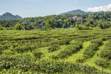 Canvas Print - rural scenery of tea farm at Yuchi