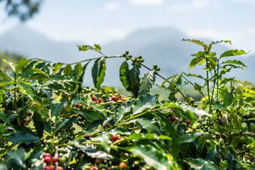 coffee tree bean in green and red color