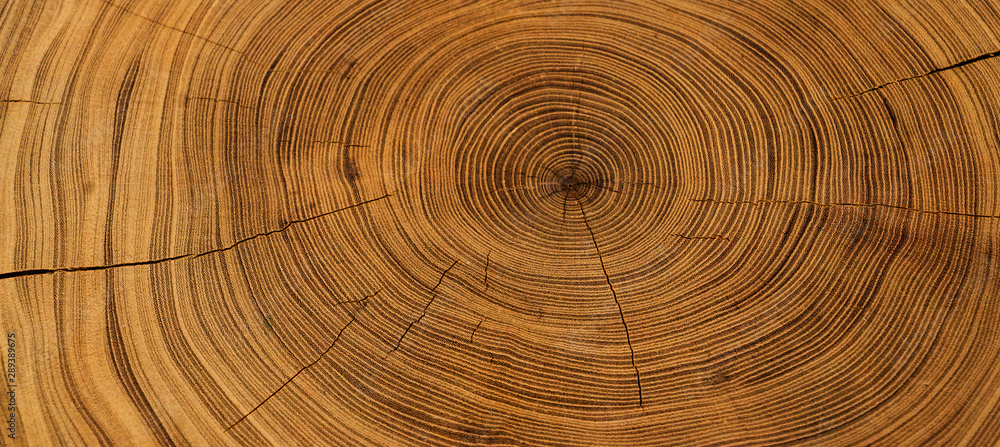 Old wooden oak tree cut surface. Detailed warm dark brown and orange tones of a felled tree trunk or stump. Rough organic texture of tree rings with close up of end grain. - obrazy, fototapety, plakaty 