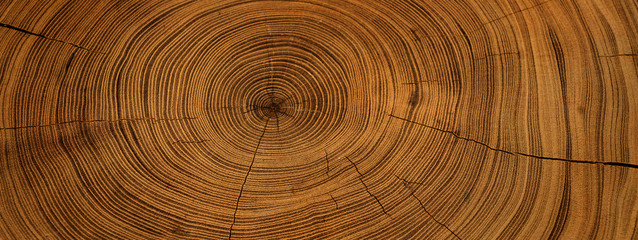 Old wooden oak tree cut surface. Detailed warm dark brown and orange tones of a felled tree trunk or stump. Rough organic texture of tree rings with close up of end grain.