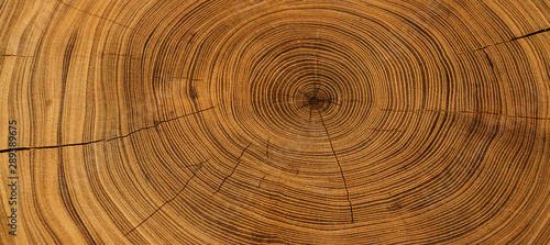 Fotomural Old wooden oak tree cut surface