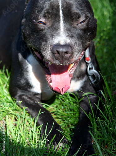 Laughing Grining Staffordshire Bull Terrier Resting In The Grass Looks A Lot Like The Popular Laughing Spanish Guy Buy This Stock Photo And Explore Similar Images At Adobe Stock Adobe Stock