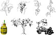set of elements for grape theme: berries, leaves, stems in hand drawing style