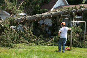 Wall Mural - Lumberjack cutting tree. man cutting trees using an electrical chainsaw. Lumberjack. cutting tree. electrical chainsaw. Home insurance. insurance storm.Storm damage.Roof damage. tree down.