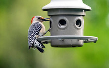 Feeding Female Red-bellied Woodpecker