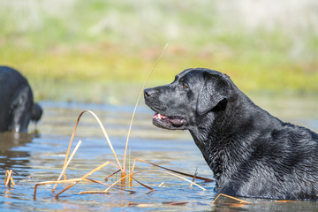 Wall Mural - black Labrador retriever dog in water portrait