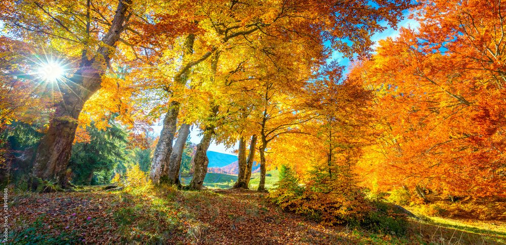 Autumn landscape - tall forest golden trees with sunlight, panoramic - obrazy, fototapety, plakaty 