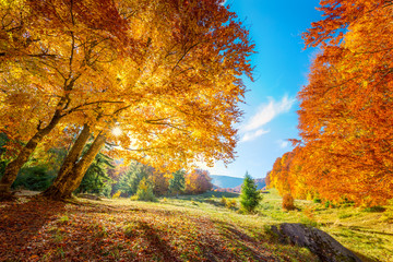 Wall Mural - warm and golden autumn in forest