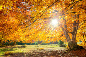Wall Mural - real sun and autumn landscape - big forest golden tree with sunlight