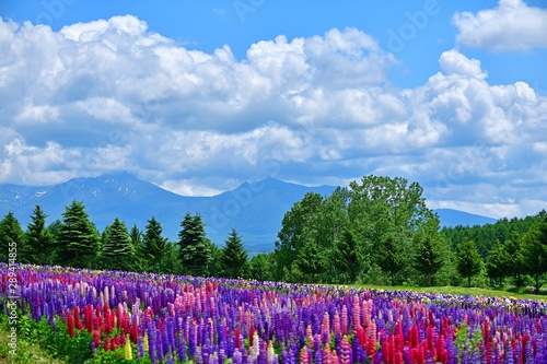 十勝連峰をバックに咲く満開のルピナス 富良野 北海道 Adobe Stock でこのストック画像を購入して 類似の画像をさらに検索 Adobe Stock 十勝連峰をバックに咲く満開のルピナス 富良野 北海道 Adobe Stock でこのストック画像を購入して 類似の画像をさらに検索 Adobe Stock