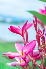 Wall Mural - Pink plumeria flowers with natural background