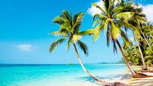 Tropical Beach With Palm Trees