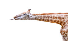 Giraffe Tongue Isolated On White Background With Clipping Path