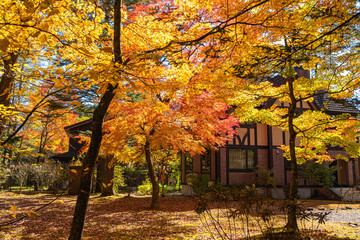 Wall Mural - Karuizawa autumn scenery view, one of best-known resort villages in Japan. colorful tree with red, orange, yellow, green, golden colors around the country house in sunny day, Nagano Prefecture, Japan