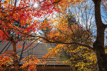 Wall Mural - Karuizawa autumn scenery view, one of best-known resort villages in Japan. colorful tree with red, orange, yellow, green, golden colors around the country house in sunny day, Nagano Prefecture, Japan