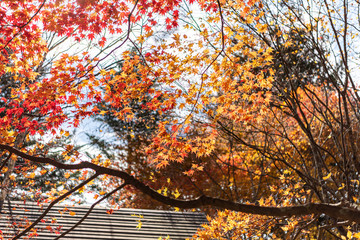 Wall Mural - Karuizawa autumn scenery view, one of best-known resort villages in Japan. colorful tree with red, orange, yellow, green, golden colors around the country house in sunny day, Nagano Prefecture, Japan