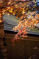 Wall Mural - Karuizawa autumn scenery view, one of best-known resort villages in Japan. colorful tree with red, orange, yellow, green, golden colors around the country house in sunny day, Nagano Prefecture, Japan