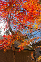 Wall Mural - Karuizawa autumn scenery view, one of best-known resort villages in Japan. colorful tree with red, orange, yellow, green, golden colors around the country house in sunny day, Nagano Prefecture, Japan