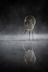Aufkleber - A heron fishing at night. There is a fish in its beak and mist on the water. A perfect reflection is captured on the still surface of the pool