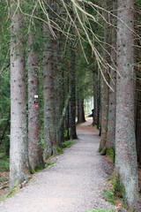 Wall Mural - Randonnée en Forêt-Noir