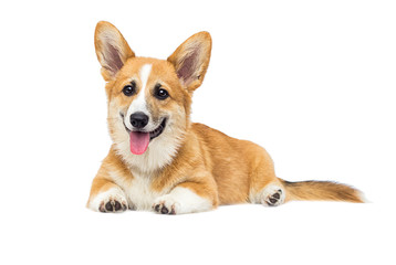 puppy on a white isolated background, breed Welsh Corgi