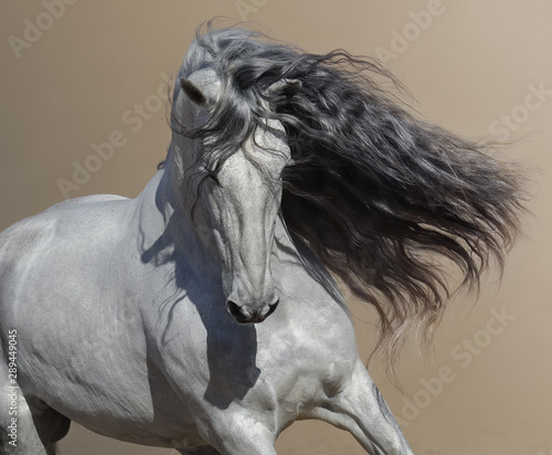 Fotografía Close up portrait of white Andalusian horse with long mane.