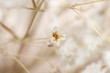 Flowers of gypsophila little bud close macro