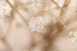 Little white flowers of gypsophila in macro closeup