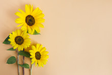 Three Beautiful Decorative Sunflowers On Orange Pastel Background.