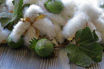 Cotton plant and cocoon on wooden background