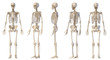 Human male skeleton full figure. Five views.