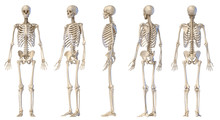 Human Male Skeleton Full Figure. Five Views.