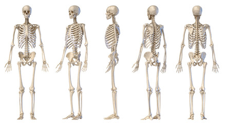 Human male skeleton full figure. Five views.