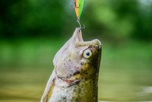 Fish Trout Caught In Freshwater. Bait Spoon Line Fishing Accessories. Fish In Trap Close Up. Victim Of Poaching. Save Nature. On Hook. Silence Concept. Fish Open Mouth Hang On Hook. Fishing Equipment