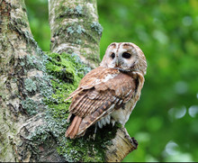 Portrait Of A Tawny Owl