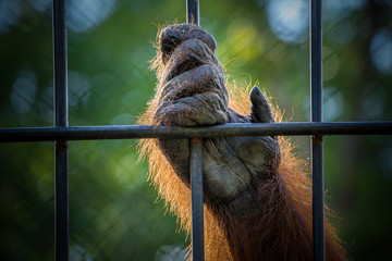 Wall Mural - Iron bars and the orangutan's hands.