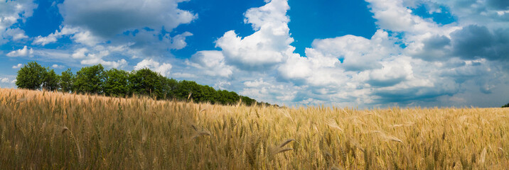 Wall Mural - Panoramic view of a wheat field against a blue sky with white clouds.